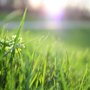 No Mow Worries Ed's Lawn Care & Handyman Services