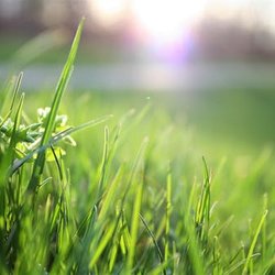 No Mow Worries Ed's Lawn Care & Handyman Services