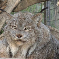 Project Survival's Cat Haven - Eh the Canada lynx