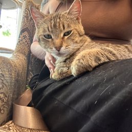 Almost adopted this cutie Robyn!  The owners are definitely the perfect people to go to if you have any questions regarding adopting a cat.