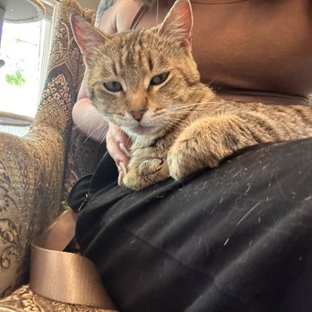 Chico Cat Cafe - Almost adopted this cutie Robyn!  The owners are definitely the perfect people to go to if you have any questions regarding adopting a cat. - Pet Adoption Near Me - Chico, California
