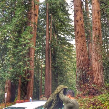 Sam McDonald Park - The massive trees surrounding the parking lot - Parks Near Me - Loma Mar, California