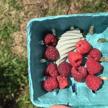 Ochs Orchard - Raspberries are light for picking but very sweet - Fruits & Veggies Near Me - Warwick, New York