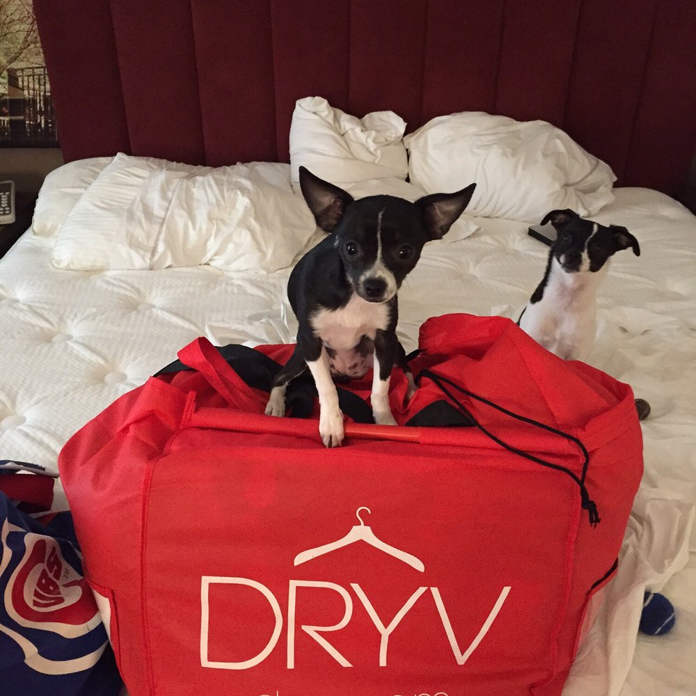 DRYV - Didn't expect to get a cool bag! Even my pup likes it ;) - Laundry Services Near Me DRYV - Didn't expect to get a cool bag! Even my pup likes it ;) - Laundry Services Near Me