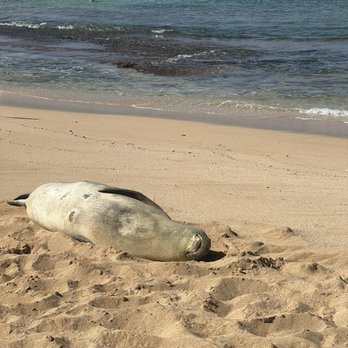 Poipu Beach - Beaches Near Me - Koloa, Hawaii