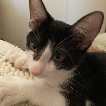 Adopt-A-Pet - Black and white kitten - Pet Adoption Near Me Adopt-A-Pet - Black and white kitten - Pet Adoption Near Me