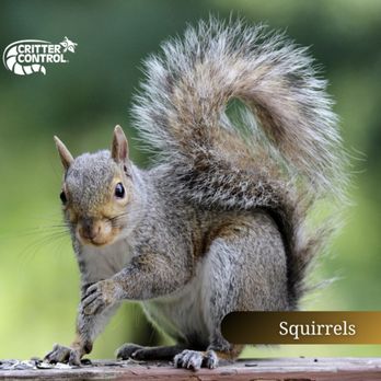 Critter Control - Wildlife Control Near Me Critter Control - Wildlife Control Near Me
