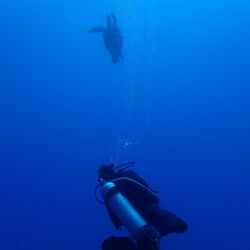 Hawaii Eco Divers