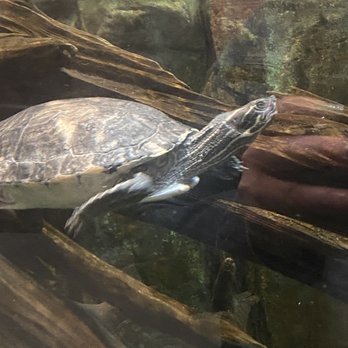 Downtown Aquarium - Museums Near Me - Denver, Colorado Downtown Aquarium - Museums Near Me - Denver, Colorado