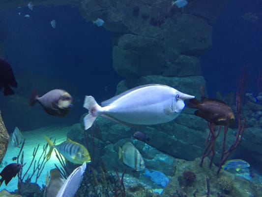 National Marine Aquarium by null