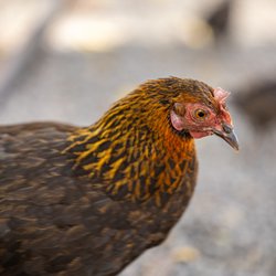 Olowalu Farmers Market - Olowalu Farmers Market