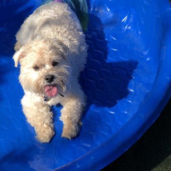 S Street Dog Park - Ahhh, time to cool off! - Dog Parks Near Me - Washington, DC, District of Columbia S Street Dog Park - Ahhh, time to cool off! - Dog Parks Near Me - Washington, DC, District of Columbia