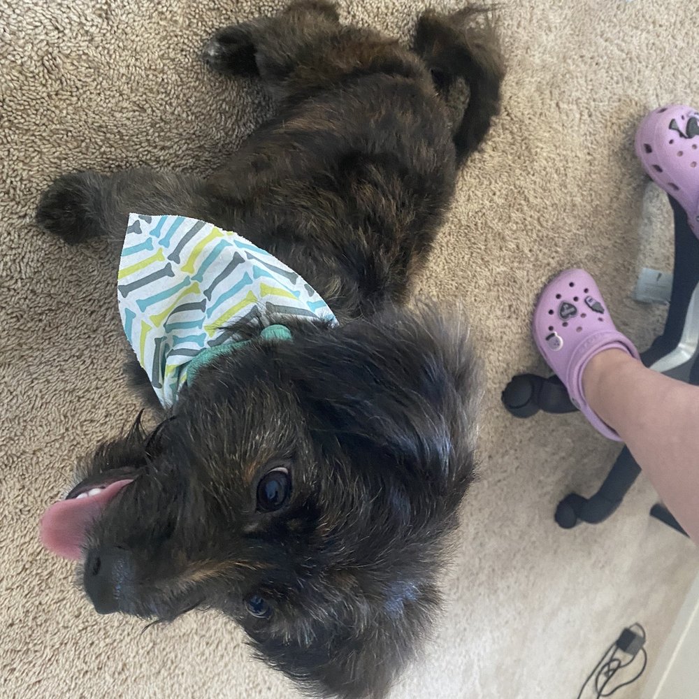 The Pet Parlor Mobile - After - Pet Groomers Near Me The Pet Parlor Mobile - After - Pet Groomers Near Me