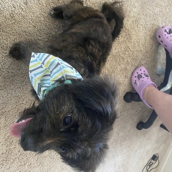 The Pet Parlor Mobile - After - Pet Groomers Near Me