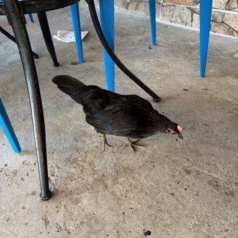 Bananas - Rooster - Burgers Near Me - Vieques, Puerto Rico Bananas - Rooster - Burgers Near Me - Vieques, Puerto Rico