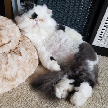 Gigis Pet Salon - Pet Groomers Near Me - Arlington, Virginia