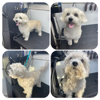 Le9 Pet Grooming - Maltese Papa. - Pet Groomers Near Me - Burlingame, California