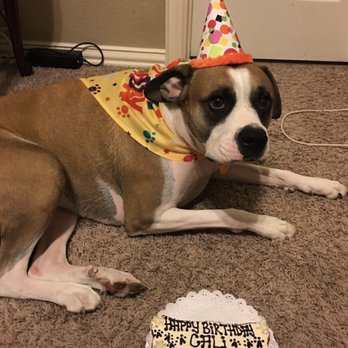 Three Dog Bakery - 3rd birthday! - Pet Stores Near Me - Plano, Texas Three Dog Bakery - 3rd birthday! - Pet Stores Near Me - Plano, Texas