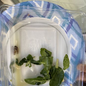 MIXT - Green salad and a cockroach - Salad Near Me - San Ramon, California MIXT - Green salad and a cockroach - Salad Near Me - San Ramon, California