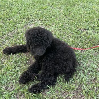 Quality Puppies USA - dog - Pet Breeders Near Me - Ocala, Florida Quality Puppies USA - dog - Pet Breeders Near Me - Ocala, Florida