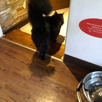 Café Chat l'Heureux - Fluffy Sheldon - Vegetarian Near Me - Montreal, Quebec Café Chat l'Heureux - Fluffy Sheldon - Vegetarian Near Me - Montreal, Quebec