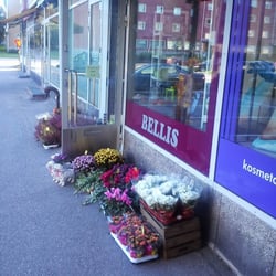 Bellis