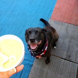 Posh Puppies Grooming Salon - Mmm..puppy icecream on a hot day!