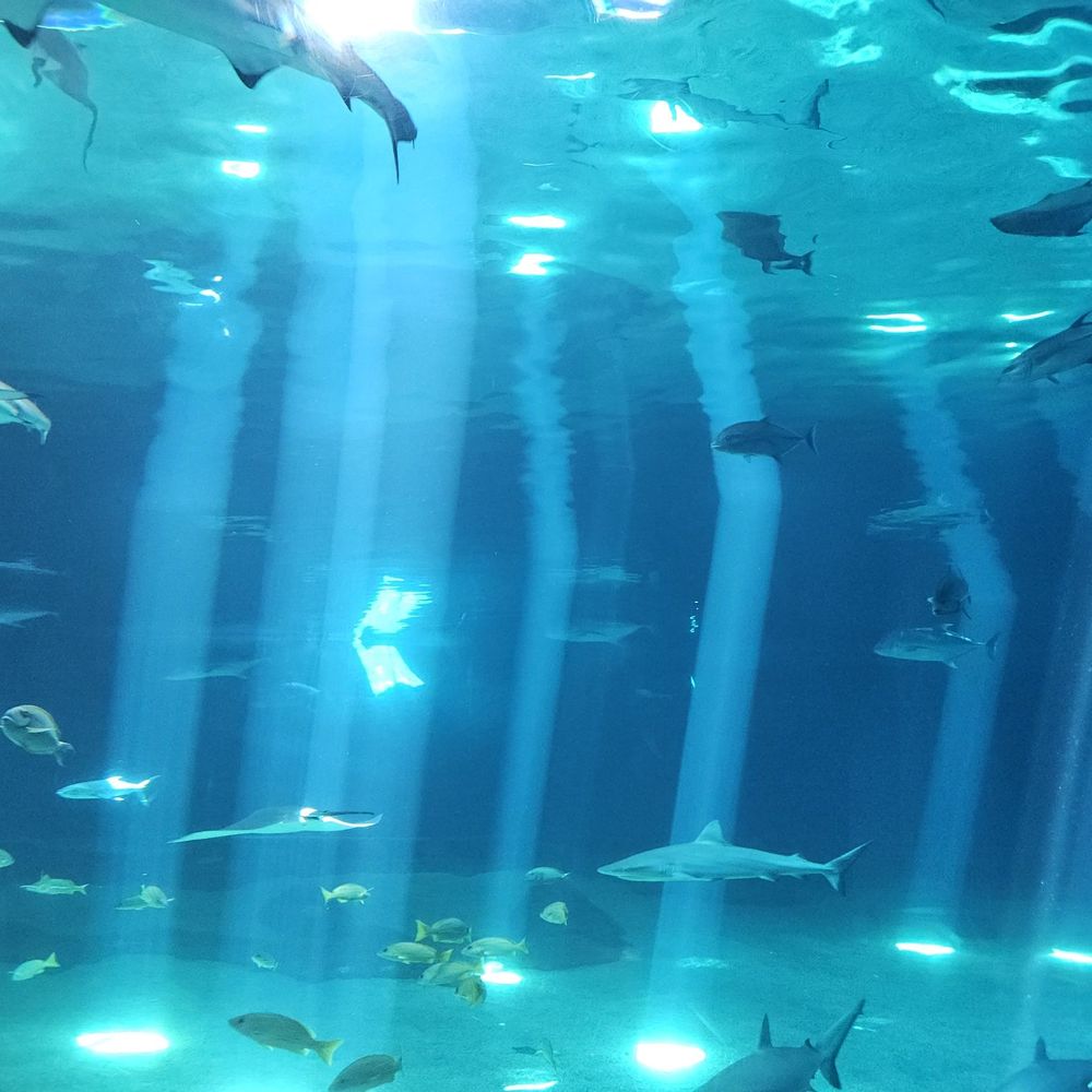 Maui Ocean Center - Big tank - Aquariums Near Me - Wailuku, Hawaii Maui Ocean Center - Big tank - Aquariums Near Me - Wailuku, Hawaii