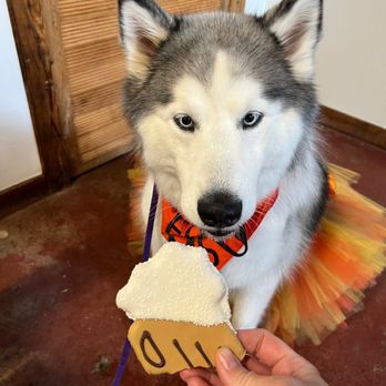 OK Cider Co - a dog wearing a tutu and holding a piece of cake - Breweries Near Me - Oklahoma City, Oklahoma OK Cider Co - a dog wearing a tutu and holding a piece of cake - Breweries Near Me - Oklahoma City, Oklahoma