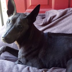 Blue Cross Dog & Cat Hospital - Wednesday 11:30 am. Dao resting by the screen door on a breezy morning.