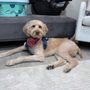 Photo of Zoomin Groomin