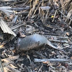 Bulow Plantation - Armadillo seen while hiking Bulow Creek Loop (just outside the park)