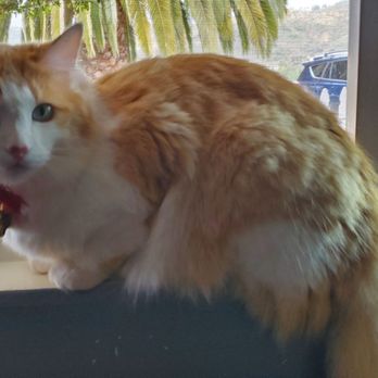 Paris' Pampered Pets - Pancha after bath, looks so lovely - Pet Groomers Near Me - Vista, California Paris' Pampered Pets - Pancha after bath, looks so lovely - Pet Groomers Near Me - Vista, California