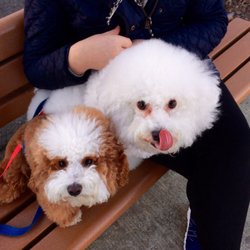 Saddle River County Park Dog Run - Nice day for a walk ...