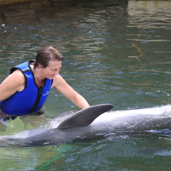 Dolphins Plus - Petting the dolphin's belly! - Aquariums Near Me - Key Largo, Florida