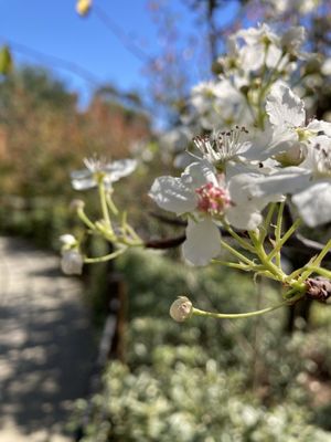 Japanese Friendship Garden & Museum by null