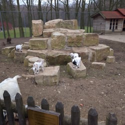 Heimat-Tierpark Olderdissen - Sehr, sehr tolle Miniziegen.