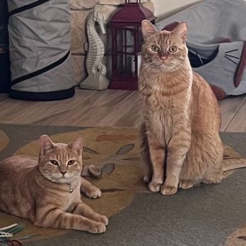 Critter Sitter - Maui and Copper - Pet Sitting Near Me