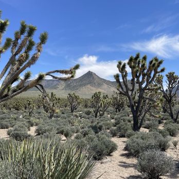 National Park Express - Arizona's Joshua Tree Forest - Tours Near Me - Las Vegas, Nevada National Park Express - Arizona's Joshua Tree Forest - Tours Near Me - Las Vegas, Nevada