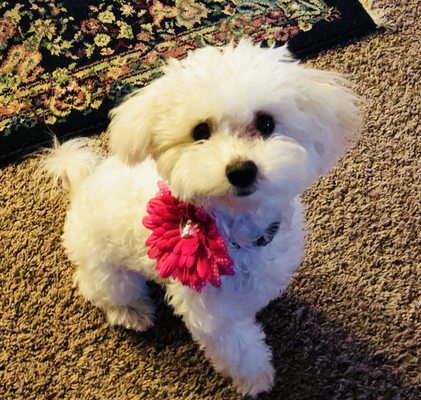 Love On A Leash Dog Grooming Salon