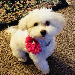 Love On A Leash Dog Grooming Salon - Bonnie Belle