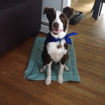 K9 Concierge RI - Our beautiful handsome border collie, Simba - Dog Walkers Near Me - Barrington, Rhode Island