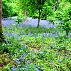 Bluebell Walk