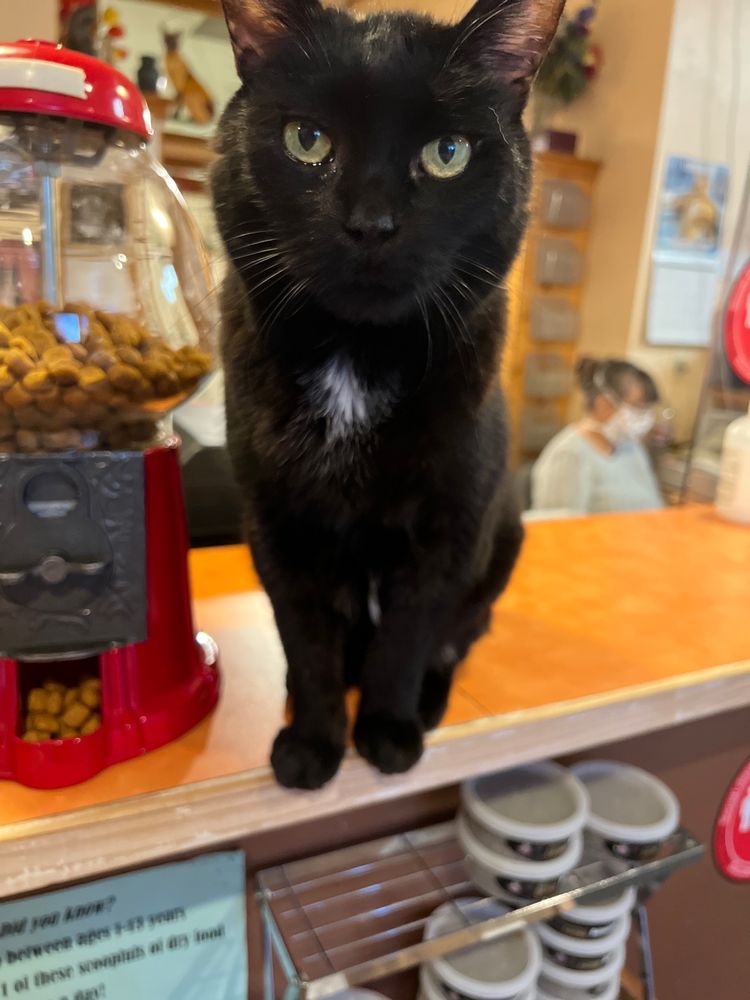 CAT CLINIC AT CANYON PARK Updated September 2024 48 Reviews 22833