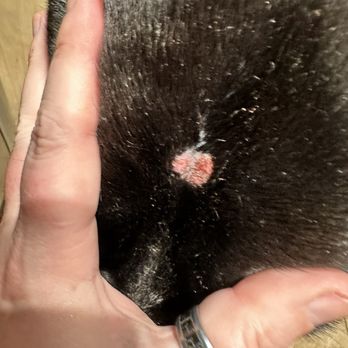 Lenox Farms - Hole from tooth-seizures 4 days later - Apartments Near Me - Braintree, Massachusetts