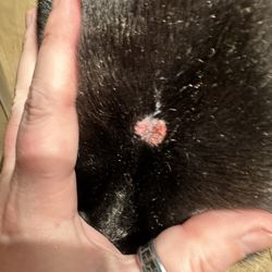 Lenox Farms - Hole from tooth-seizures 4 days later
