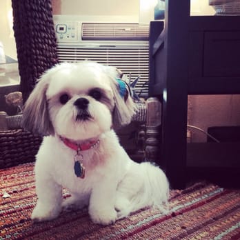 Four Paws Dog Grooming - Perfect cut..! Gotta look fresh..! - Pet Groomers Near Me - Yonkers, New York Four Paws Dog Grooming - Perfect cut..! Gotta look fresh..! - Pet Groomers Near Me - Yonkers, New York