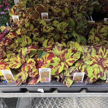 PlantShed - Outdoor plants - Florists Near Me - New York, New York PlantShed - Outdoor plants - Florists Near Me - New York, New York