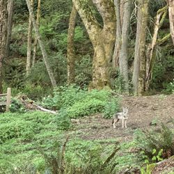 Camp Kilworth - Coyote in the woods