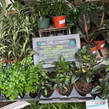 Enchanted Gardens - Nice selection of houseplants - Nurseries & Gardening Near Me - Richmond, Texas